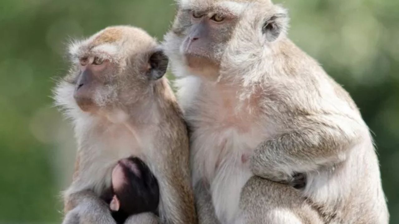 Authorities Hunt for 40 Monkeys